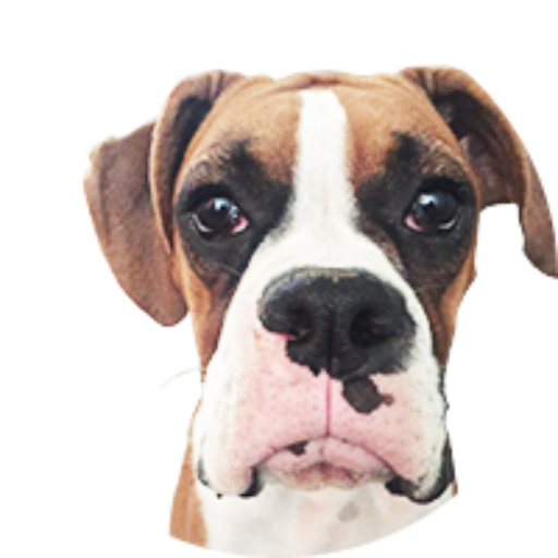 For The Love of Boxers